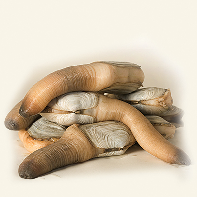 geoduck geoduck